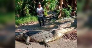Dân làng vây bắt cá sấu khổng lồ có chiều dài lên tới 4,3m