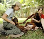 Bàn giao 2 con đười ươi quý hiếm về Indonesia