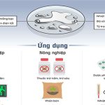 Đường di chuyển của thủy ngân trong môi trường