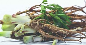 Tại sao đương quy được gọi là “nhân sâm nữ”?