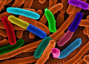 Khuẩn E.coli gây tử vong ở châu Âu là chủng mới, cực độc
