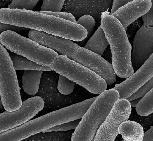 Khuẩn E.coli mới: Sinh sản nhanh hơn, độc hơn