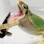 Vũ khí bí mật giúp ong bắp cày đực thoát miệng ếch