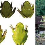Phóng xạ Chernobyl tạo ra ếch đột biến màu đen