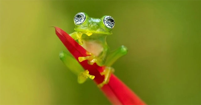 Áo choàng tàng hình có thể đánh lừa radar