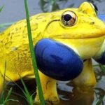 Cánh đồng ở Ấn Độ bỗng xuất hiện đàn ếch màu vàng chóe kỳ dị “mọc” lên ồ ạt như nấm sau mưa