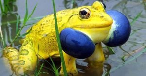 Cánh đồng ở Ấn Độ bỗng xuất hiện đàn ếch màu vàng chóe kỳ dị “mọc” lên ồ ạt như nấm sau mưa