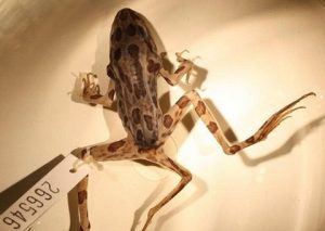 Càng nhiều ký sinh trùng càng sống lâu