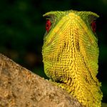 Những sinh vật kỳ quặc ở rừng mưa Ecuador