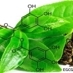 EGCG là gì và tác dụng của EGCG