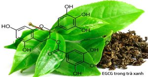 EGCG là gì và tác dụng của EGCG