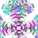 Bí ẩn enzyme nửa thế kỷ đã được giải quyết