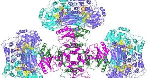Bí ẩn enzyme nửa thế kỷ đã được giải quyết