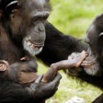 Vai trò của giống cái trong việc hình thành loài người