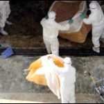 Nhật phát hiện thêm ổ dịch H5N1