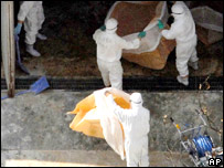 Nhật phát hiện thêm ổ dịch H5N1