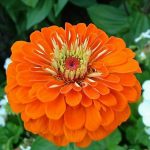 Hoa khiến cảm xúc con người thăng hoa