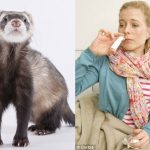 Nghiên cứu chồn, phát hiện cơ chế lây lan bệnh cúm qua không khí