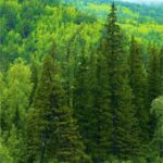 Cây cổ thụ hấp thu nhiều khí CO2 so với các cây non
