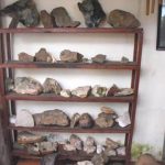 300 mẫu hóa thạch cổ