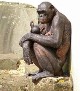 Phôi thai lai tạo giữa người và động vật gây tranh cãi tại Anh