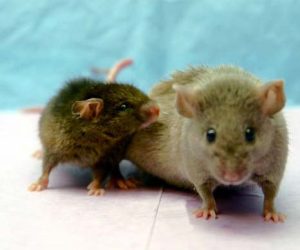 Human-Animal Hybrid – Sản phẩm lai người và động vật