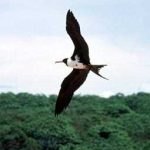Chim mẹ mẫn cán nhất