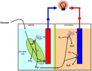 Sản xuất tế bào nhiên liệu năng lượng cao từ bò