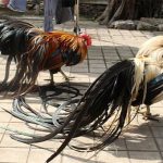 Lạ lẫm với giống gà quý tộc có đuôi dài tới 7m