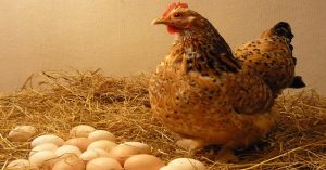 Gà vô sinh có khả năng “đẻ thuê” trứng