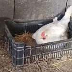 Thấy mèo mẹ kiệt sức, tử vong sau sinh, gà mái “ấp” hộ đàn con khiến dư dân mạng cảm động