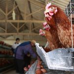 “Virus tận thế” đến từ thịt gà công nghiệp có thể làm “bay màu” một nửa dân số thế giới