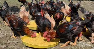 Kỹ thuật nuôi gà Mía và phòng bệnh bằng thảo dược