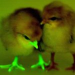 Gà phát sáng miễn nhiễm cúm gia cầm