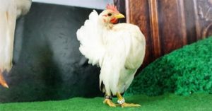 Khả năng đặc biệt của gà tí hon nhỏ nhất thế giới
