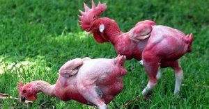 Kỳ lạ giống gà lai trụi lông, da đỏ rực như chim phượng hoàng