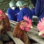 Châu Á: 102 triệu USD cho cuộc chiến chống cúm gia cầm