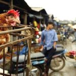 Chỉ còn 88 xã còn dịch cúm gia cầm
