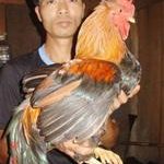 Gà 7 cựa trên đất Tổ