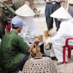 Triển vọng mới chống đại dịch cúm gia cầm