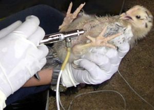 Y tế thụ động trong phòng chống H5N1