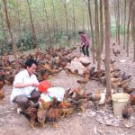 Bắc Kạn: Thử nghiệm mô hình chăn nuôi gà thả đồi