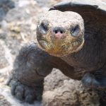 Muỗi tiến hóa đe dọa động vật hoang dã trên đảo Galapagos
