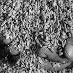 Sản xuất protein máu từ lúa biến đổi gene