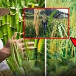 Trung Quốc tạo ra kỳ tích trong lĩnh vực nuôi sống nửa thế giới: Dự án “hạt phượng hoàng” kéo dài 40 năm