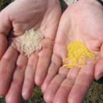 Đẩy mạnh nghiên cứu giống “gạo vàng”