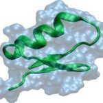 Chuỗi peptit trong nọc bọ cạp có thể chữa bệnh liên quan đến hệ bài tiết