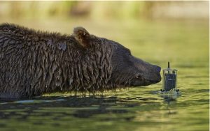 Gấu xám lặn xuống nước bắt cá hồi ở Alaska