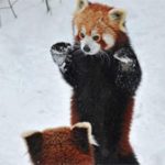 Cận cảnh cuộc chiến Kungfu của loài gấu đỏ