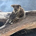 Hình ảnh đầy đau thương: Gấu Koala mẹ bảo vệ con khỏi đám cháy rừng